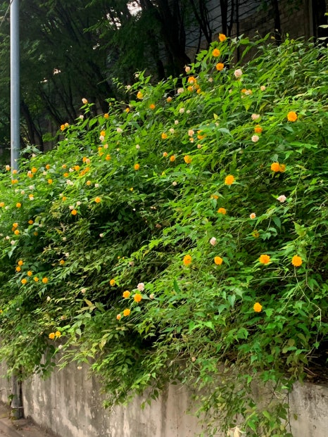 댄싱홍콩 사진 7