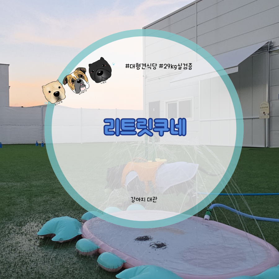동탄 애견수영장 리트릿쿠네 단독대관 후기 — 사진 1