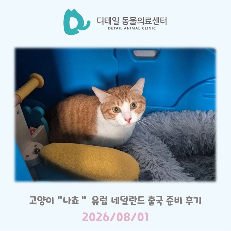 고양이 고양이 네덜란드 출국 준비: 검역, 항체가 검사, 호텔, 출국 대행