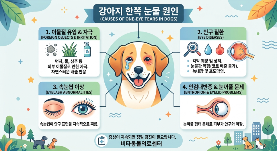 강아지 한쪽 눈 눈물, 광주 양동 동물병원 원인 진단 — 사진 5