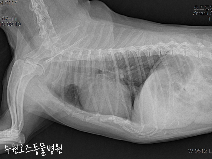 수원 강아지 슬개골탈구·십자인대파열 CTWO 수술 후기 — 사진 5