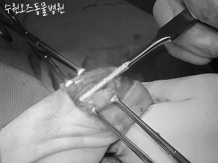 수원 강아지 슬개골탈구·십자인대파열 CTWO 수술 후기 — 사진 13