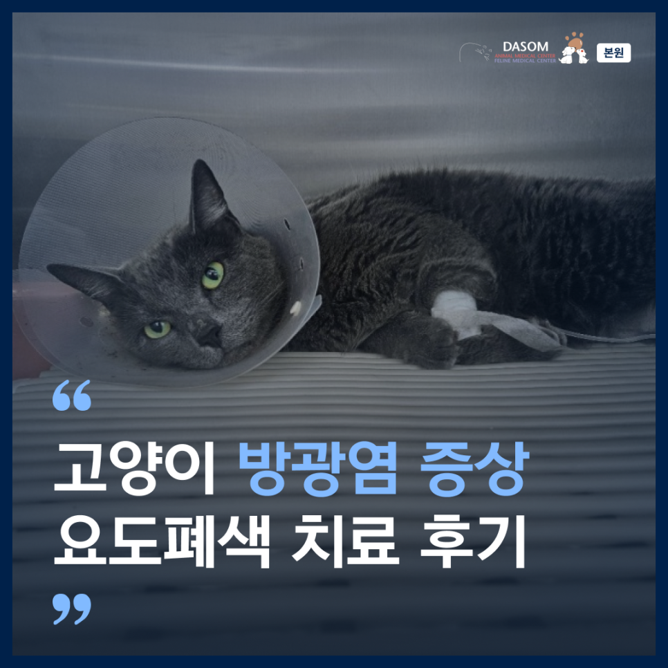 고양이 방광염 증상, 요도폐색 치료와 재발 방지 관리
