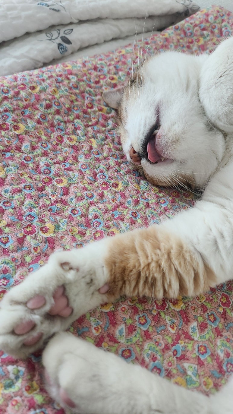고양이 고양이 치주염 발치, 송곳니 부러짐 후기 및 회복 과정