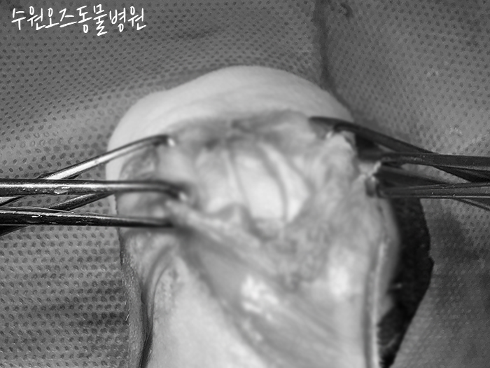 수원 강아지 슬개골탈구·십자인대파열 CTWO 수술 후기 — 사진 14