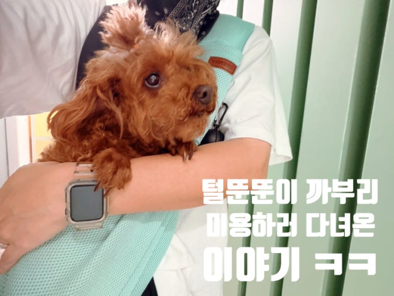 토이푸들 수원 푸들 미용 후기: 놀러왕왕왕에서 회춘한 11살 까부리