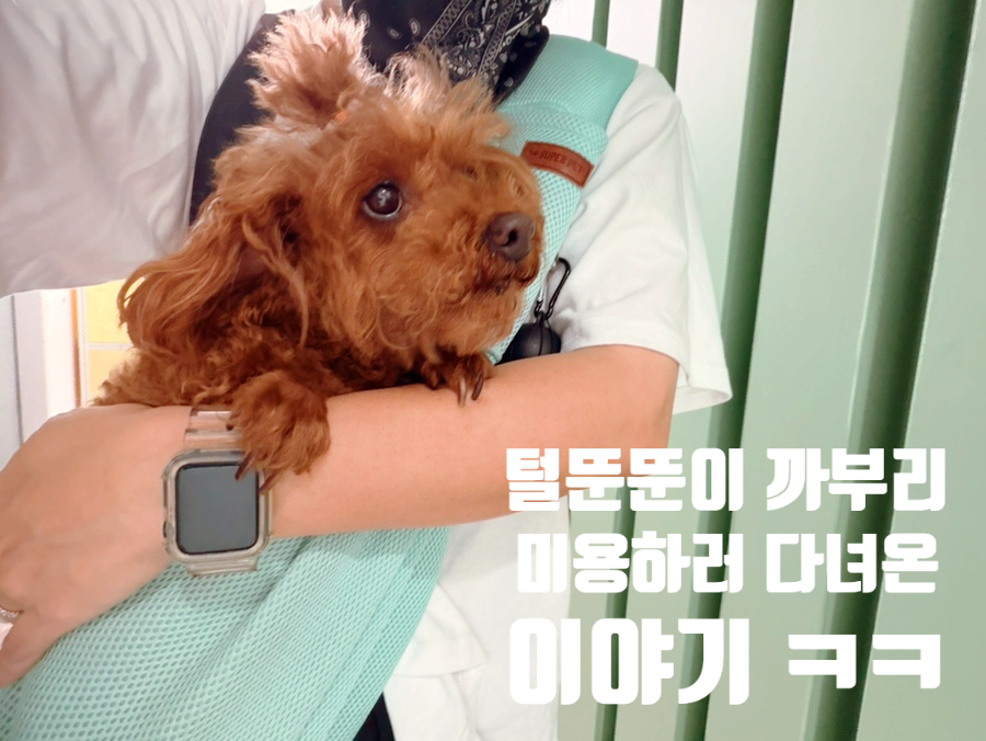 수원 푸들 미용 후기: 놀러왕왕왕에서 회춘한 11살 까부리