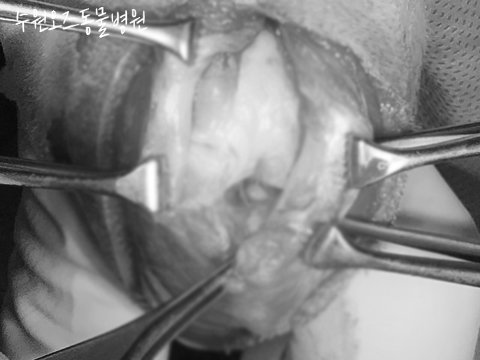 수원 강아지 슬개골탈구·십자인대파열 CTWO 수술 후기 — 사진 10
