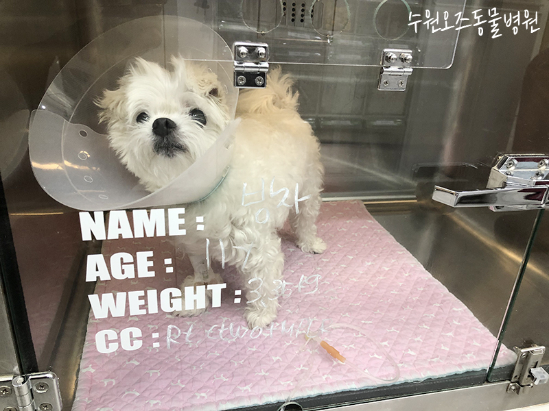 수원 강아지 슬개골탈구·십자인대파열 CTWO 수술 후기