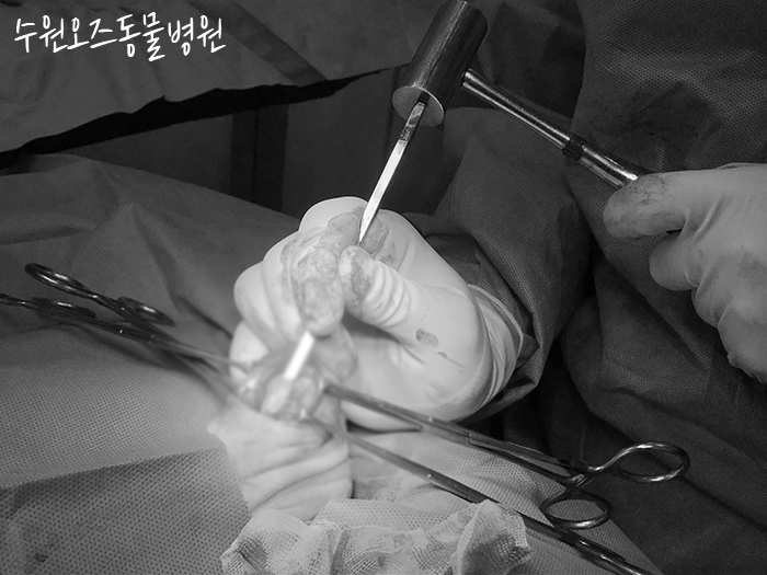 수원 강아지 슬개골탈구·십자인대파열 CTWO 수술 후기 — 사진 12