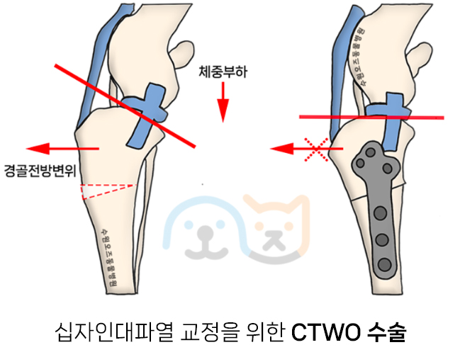 수원 강아지 슬개골탈구·십자인대파열 CTWO 수술 후기 — 사진 6