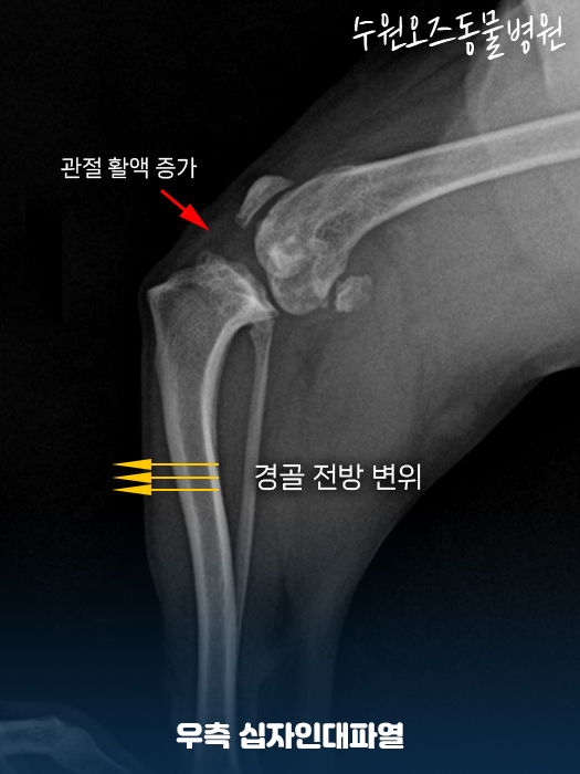 수원 강아지 슬개골탈구·십자인대파열 CTWO 수술 후기 — 사진 2