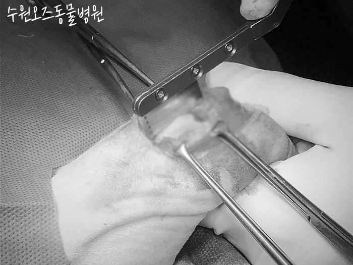 수원 강아지 슬개골탈구·십자인대파열 CTWO 수술 후기 — 사진 11