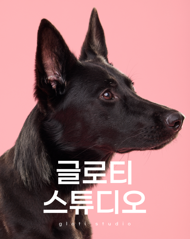 고양 글로티스튜디오 강아지 가족사진 촬영 후기