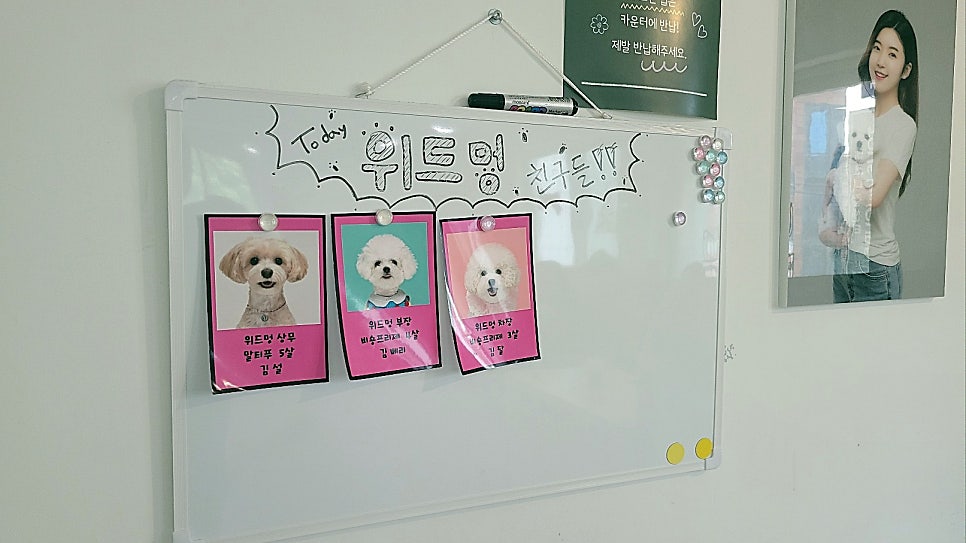 송파 애견카페 위드멍, 강아지 동반 방문 후기 — 사진 7