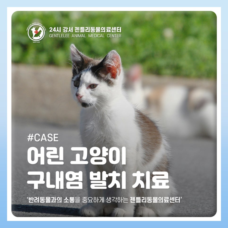 강서구 마곡 고양이 구내염 발치 치료 후기