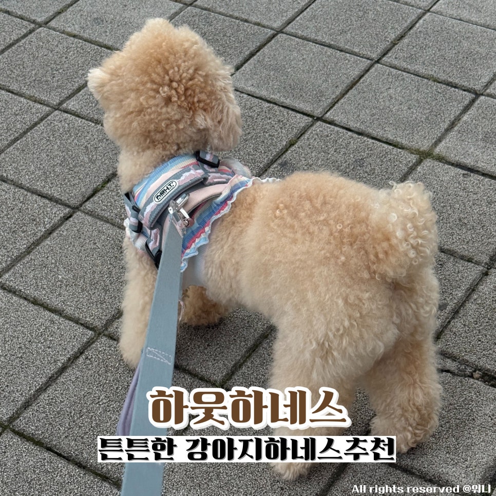 하웃하네스 M 스트로베리쉐이크 착용 후기: 튼튼한 강아지 하네스 추천