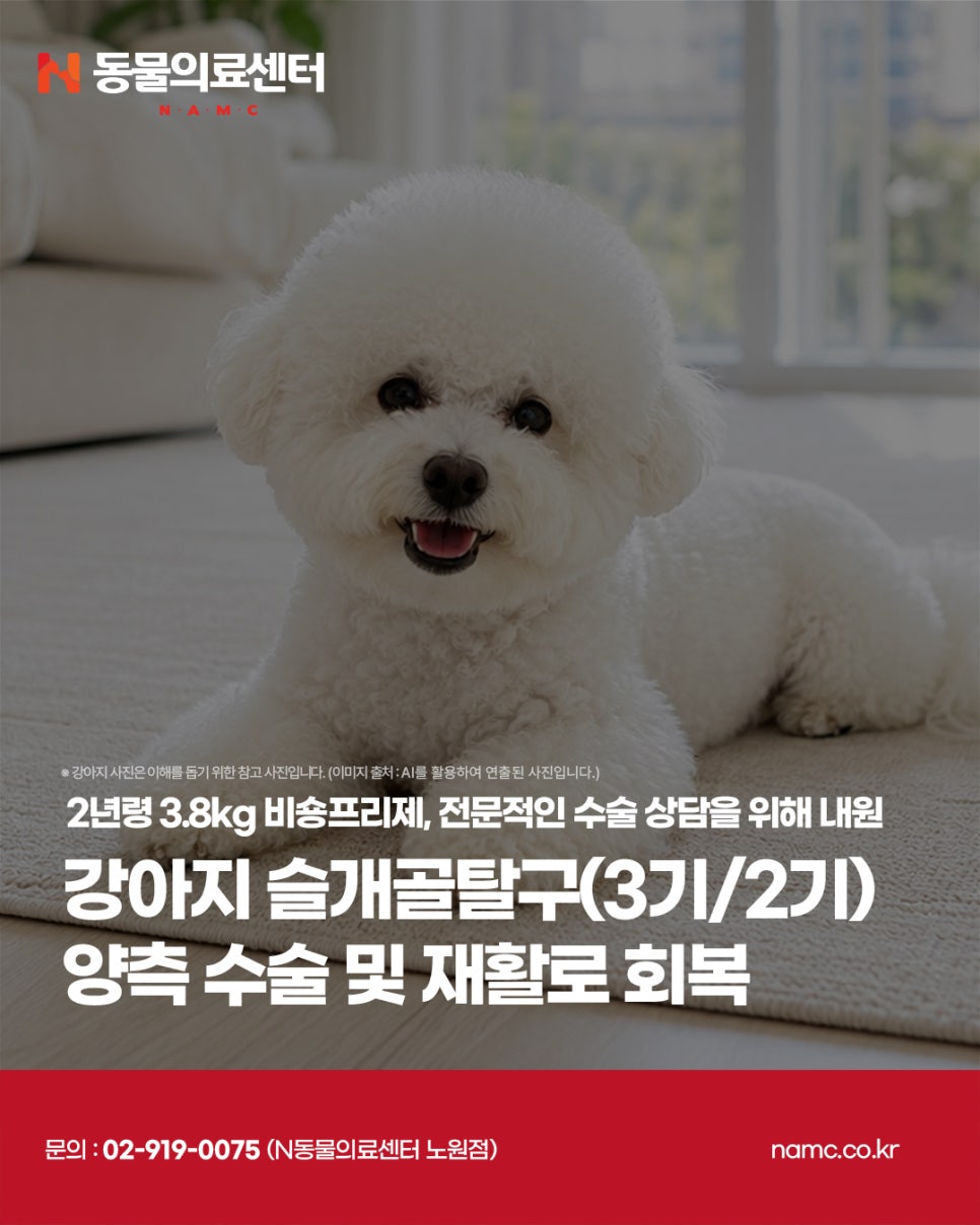 비숑프리제 슬개골 탈구 수술 및 재활, N동물의료센터 노원점