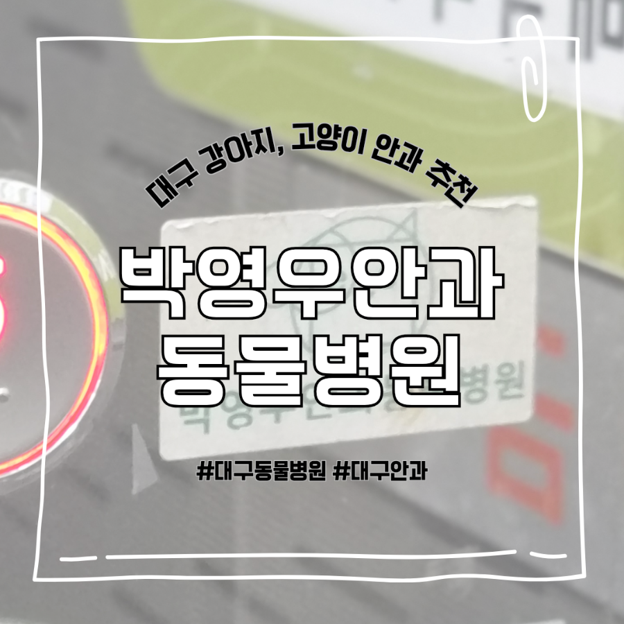 박영우안과동물병원: 강아지 난치성 궤양 치료 후기