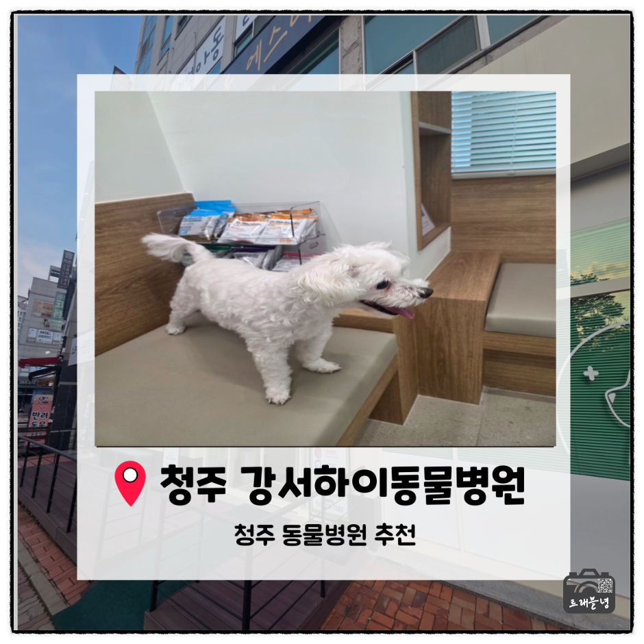 청주 강서하이동물병원 노견 심장검진 및 스케일링 후기