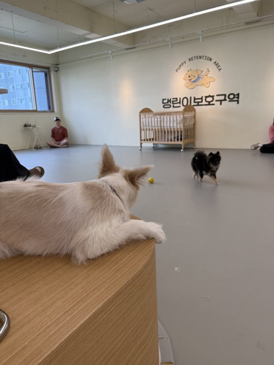 영등포 애견카페 댕린이보호구역, 강아지 유치원 및 실내 운동장 후기 — 사진 4