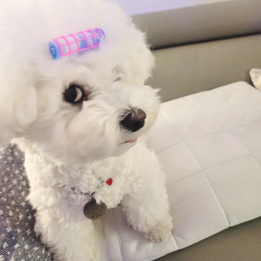 강아지가 갑자기 나를 피하는 이유 7가지 — 사진 2