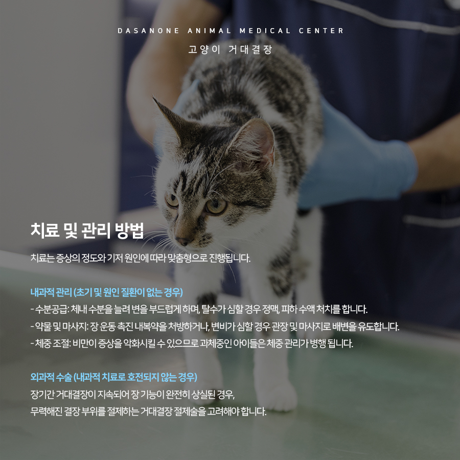 고양이 거대결장, 원인부터 치료까지 동물병원 상세 안내 — 사진 5