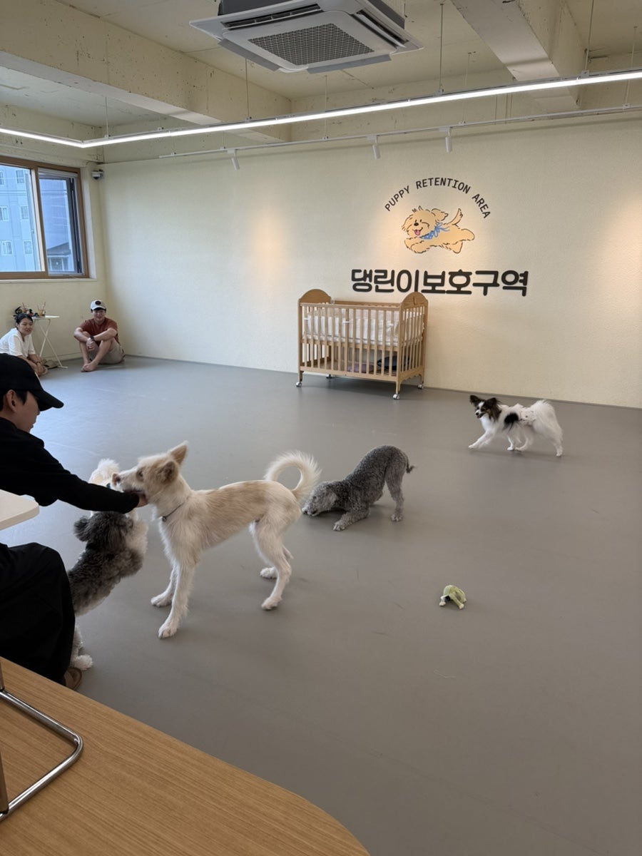 영등포 애견카페 댕린이보호구역, 강아지 유치원 및 실내 운동장 후기 — 사진 3