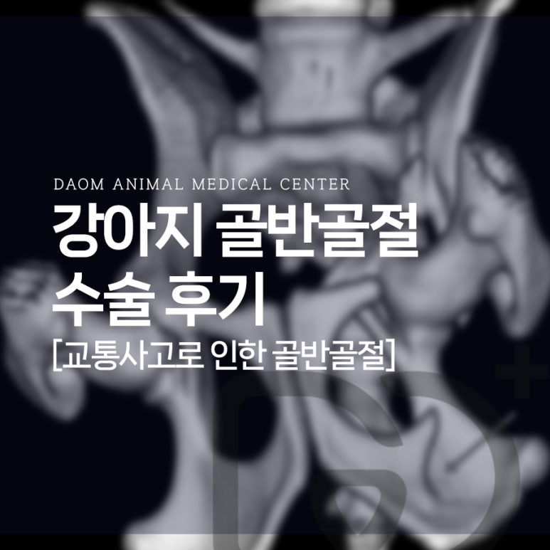 말티푸 청주 말티푸 골반 골절, 교통사고 후 수술 성공 사례
