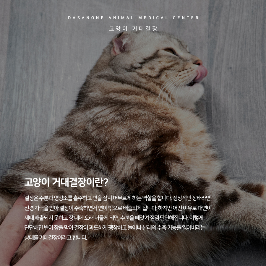고양이 거대결장, 원인부터 치료까지 동물병원 상세 안내 — 사진 2