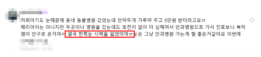 강아지 눈 안쪽 빨간 살, 체리아이 수술 꼭 필요할까? — 사진 2