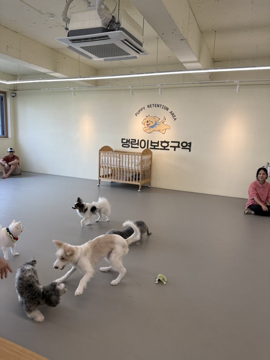 영등포 애견카페 댕린이보호구역, 강아지 유치원 및 실내 운동장 후기 — 사진 2