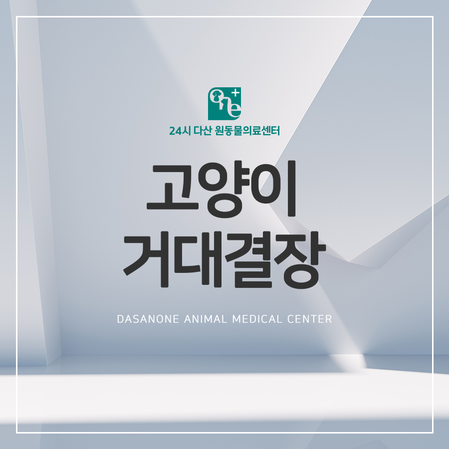 고양이 거대결장, 원인부터 치료까지 동물병원 상세 안내