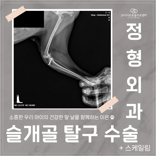 강아지 슬개골 탈구 수술, 증상부터 입원까지 총정리