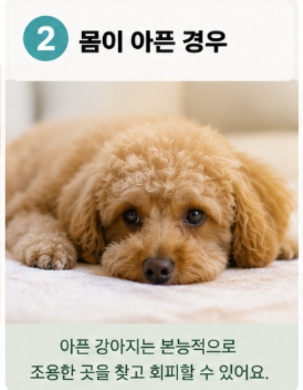 강아지가 갑자기 나를 피하는 이유 7가지 — 사진 5