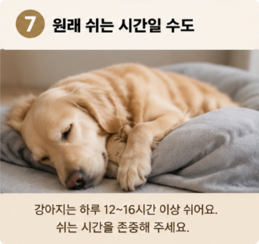 강아지가 갑자기 나를 피하는 이유 7가지 — 사진 13