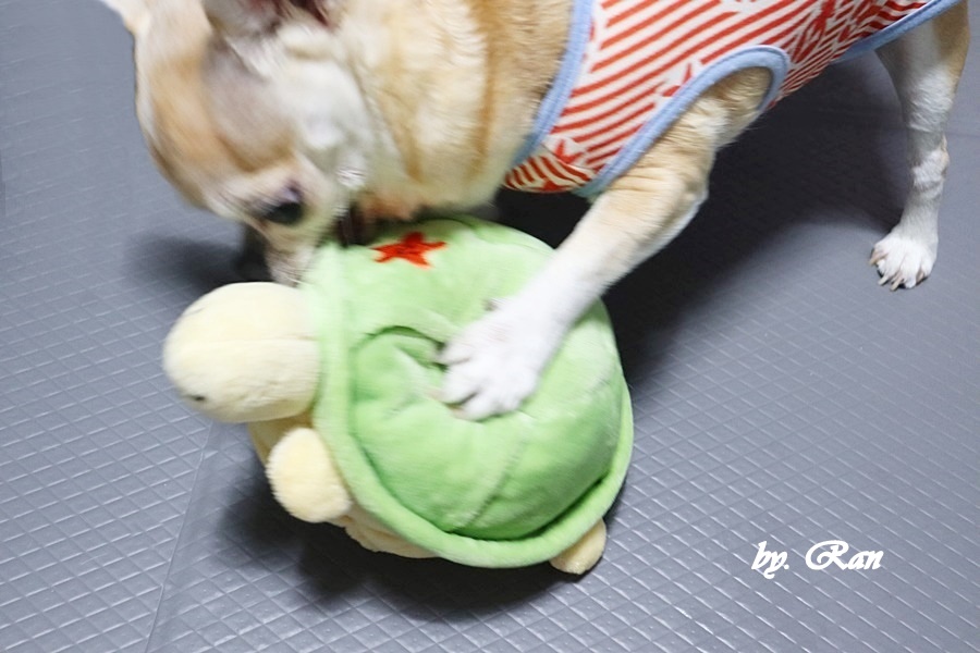 강아지 노즈워크 장난감, 움직이는 거북이 점핑부기 후기 — 사진 12