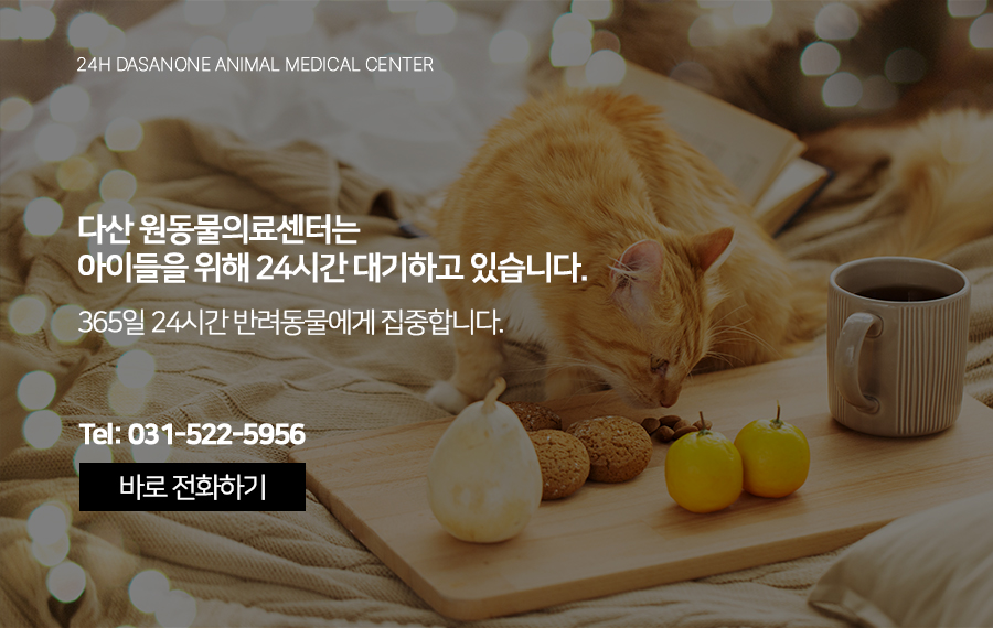 고양이 거대결장, 원인부터 치료까지 동물병원 상세 안내 — 사진 6