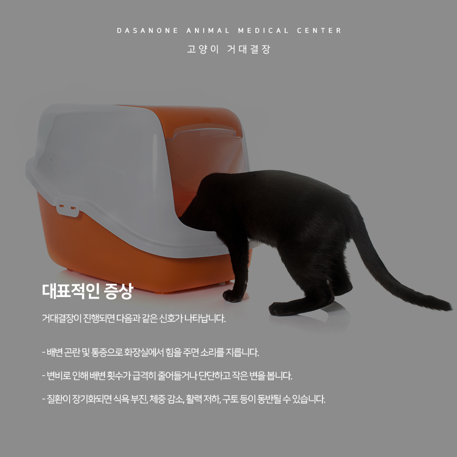 고양이 거대결장, 원인부터 치료까지 동물병원 상세 안내 — 사진 4