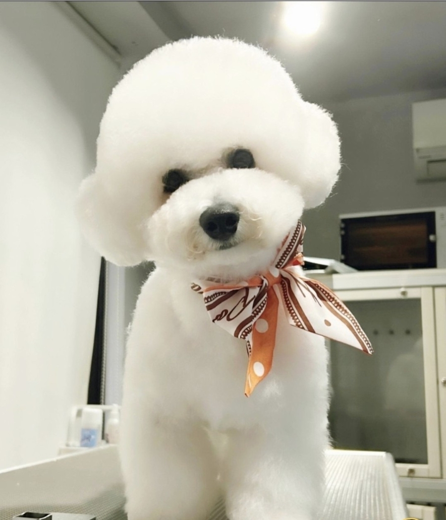 강아지가 갑자기 나를 피하는 이유 7가지 — 사진 9