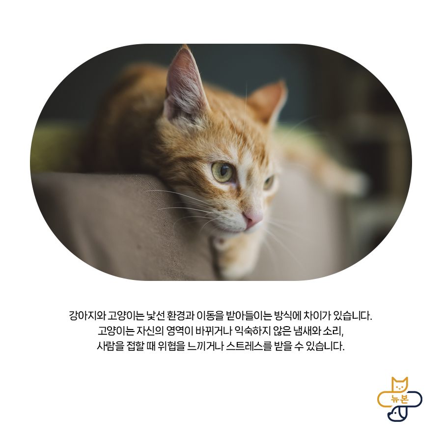 반려동물 동반 여행, 체크리스트와 주의사항 — 사진 2