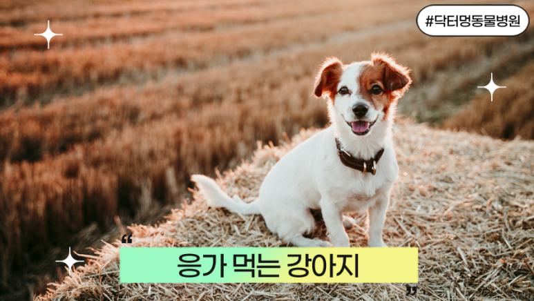 강아지 강아지 식분증, 어린 강아지에게 흔한 이유와 해결 방법