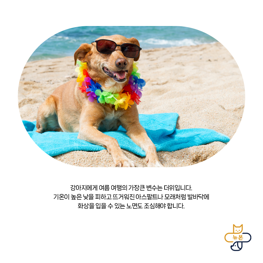 반려동물 동반 여행, 체크리스트와 주의사항 — 사진 4