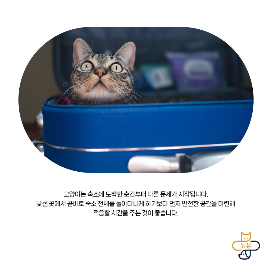 반려동물 동반 여행, 체크리스트와 주의사항 — 사진 5