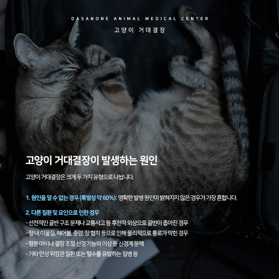 고양이 거대결장, 원인부터 치료까지 동물병원 상세 안내 — 사진 3