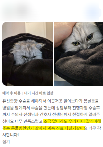 강아지 눈 안쪽 빨간 살, 체리아이 수술 꼭 필요할까? — 사진 4