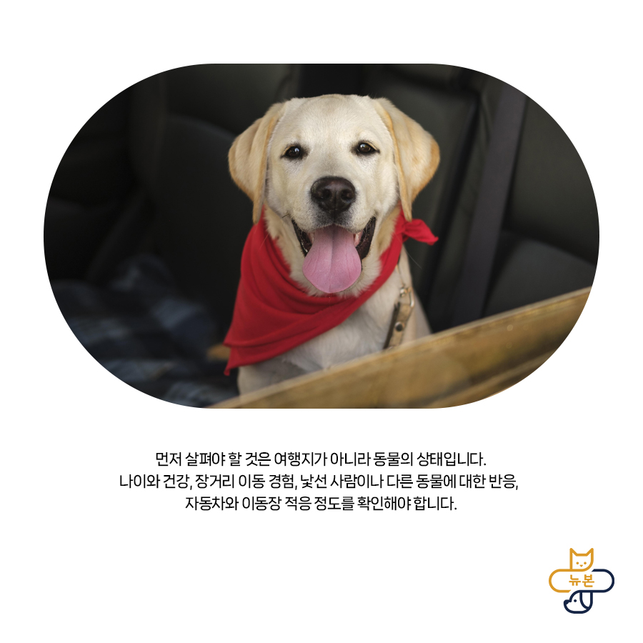 반려동물 동반 여행, 체크리스트와 주의사항 — 사진 3