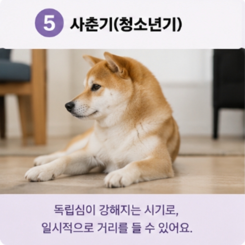 강아지가 갑자기 나를 피하는 이유 7가지 — 사진 10