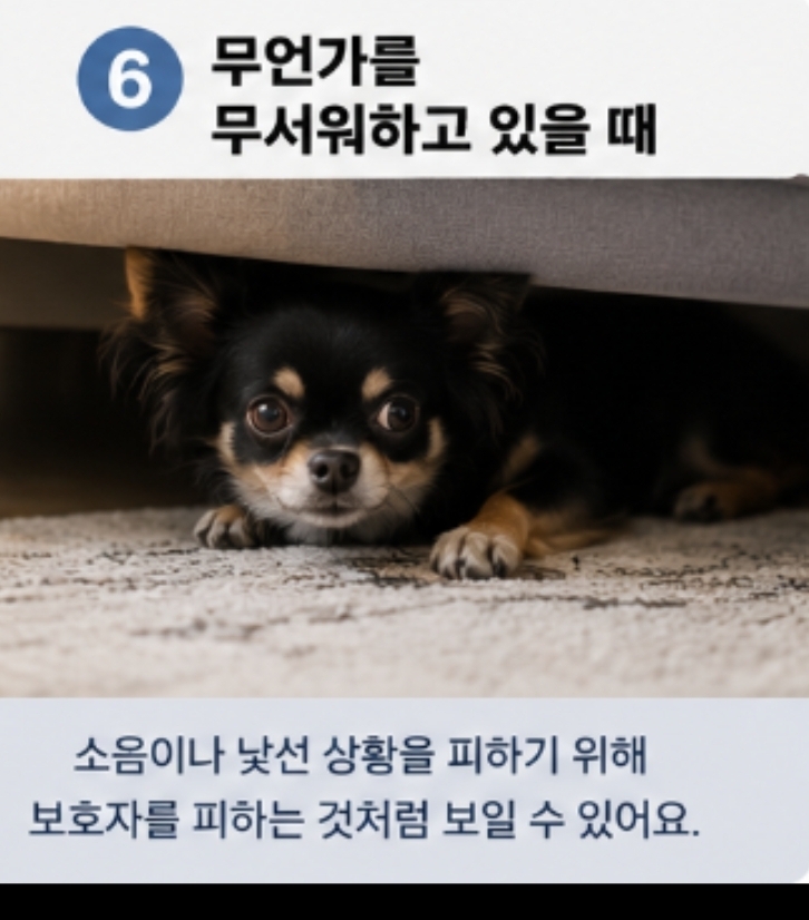강아지가 갑자기 나를 피하는 이유 7가지 — 사진 11