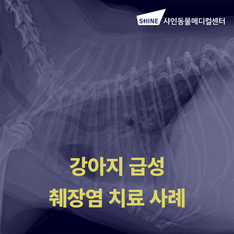 강아지 급성 췌장염, 송파24시동물병원 샤인동물메디컬센터 치료 사례